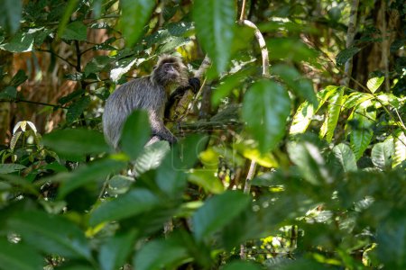 Mono de hoja plateada - Trachypithecus cristatus, hermoso primate con piel plateada de manglar y bosques del sudeste asiático, Borneo, Malasia.