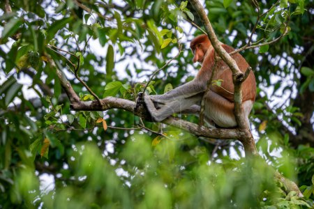 Téléchargez les photos : Proboscis Monkey - Nasalis larvatus, beau primate unique avec un grand nez endémique des forêts de mangroves de l'île de Bornéo en Asie du Sud-Est. - en image libre de droit