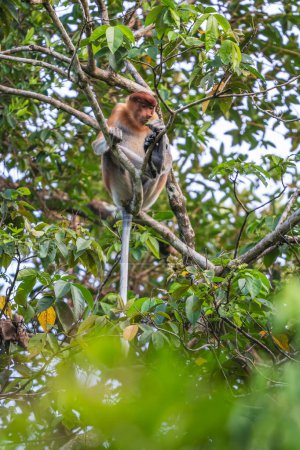 Mono Proboscis - Larvatus de Nasalis, hermoso primate único con nariz grande endémico de los bosques de manglares de la isla del sudeste asiático de Borneo.