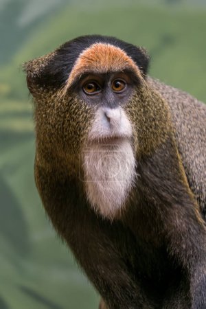 Singe de Brazza - Cercopithecus neglectus, beau primate coloré endémique des forêts fluviales et marécageuses d'Afrique centrale, Ouganda.