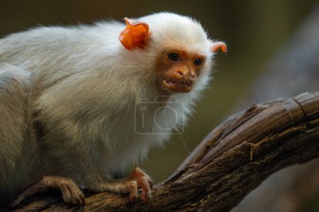 Marmoset argenté - Mico argentatus, beau petit primate à fourrure argentée originaire des forêts amazoniennes du Brésil.