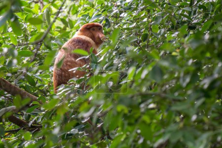 Proboscis Monkey - Nasalis larvatus, beautiful unique primate with large nose endemic to mangrove forests of the southeast Asian island of Borneo.