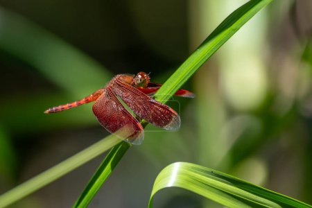 Téléchargez les photos : Épervier rouge - Neurothemis fluctuans, belle libellule rouge des eaux douces et des marais asiatiques, Bornéo, Malaisie. - en image libre de droit