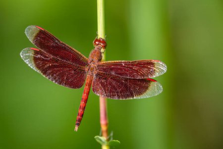 Red Grasshawk - Neurothemis fluctuans, hermosa libélula roja de las aguas dulces y pantanos asiáticos, Borneo, Malasia.