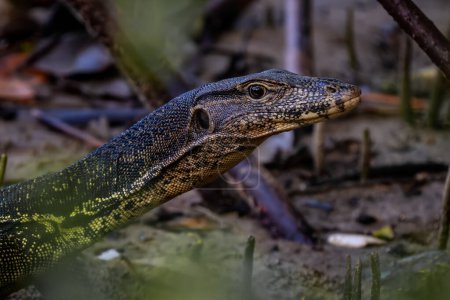 Photo for Common Water Monitor - Varanus salvator, portrait of beautiful large lizard from Asian fresh waters, Borneo, Malaysia. - Royalty Free Image