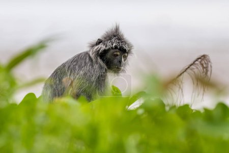 Téléchargez les photos : Singe à feuilles argentées - Trachypithecus cristatus, beau primate à fourrure argentée provenant de mangroves et de forêts d'Asie du Sud-Est, Bornéo, Malaisie. - en image libre de droit