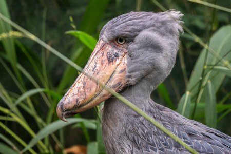 Zapatero - Balaeniceps rex, retrato de gran ave rara única con pico grande, de pantanos y pantanos africanos, Uganda.