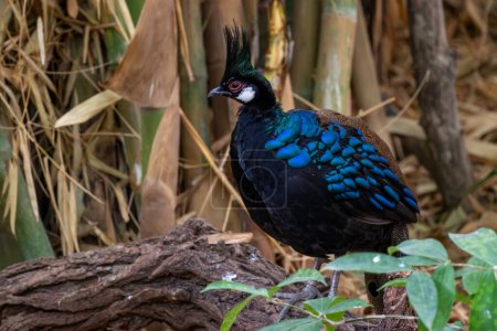 Foto de Palawan Peacock-pheasant Polyplectron napoleonis, hermoso pájaro terrestre de color endémico de la isla de Palawan en Filipinas. - Imagen libre de derechos