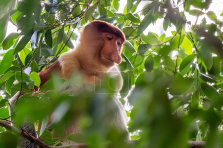 Foto de Mono Proboscis - Larvatus de Nasalis, hermoso primate único con nariz grande endémico de los bosques de manglares de la isla del sudeste asiático de Borneo. - Imagen libre de derechos