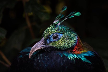 Himalayan Monal - Lophophorus impejanus, portrait of beautiful colored pheasant native to Himalayan forests and shrublands, India.