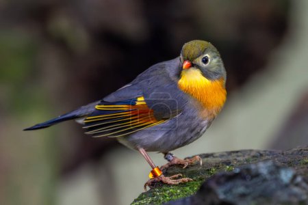 Rotschnabel-Leiothrix - Leiothrix lutea, schön gefärbter Sitzvogel aus Hügelwäldern und Dschungel Zentralasiens, Indien.