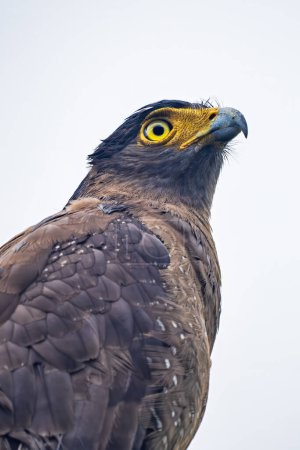 Crested Serpent-eagle - Spilornis cheela, beautiful colored bird of prey from Asian forests and wetlands, Borneo, Malaysia.