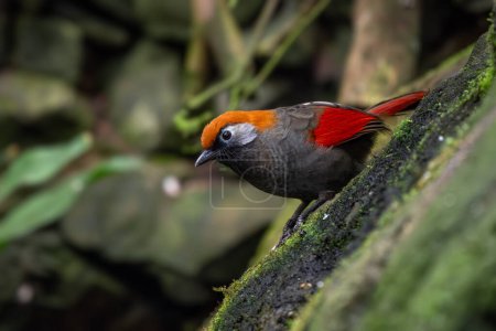 Red-tailed Laughingthrush - Trochalopteron milnei, beautiful colored perching bird from forests and jungles of Central and Eastern Asia, China.