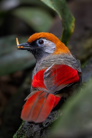Risa de cola roja - Trochalopteron milnei, hermoso pájaro encaramado de colores de bosques y selvas de Asia Central y Oriental, China.
