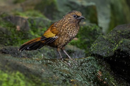 Scaly Laughingthrush - Trochalopteron subunicolor, beautiful colored perching bird from montane forests and jungles of Central and Eastern Asia, China.