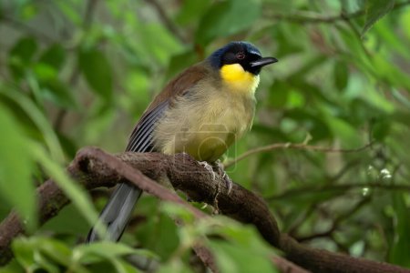 Blue-crowned Laughingthrush - Pterorhinus courtoisi, critically endangered beautiful colored perching bird from forests and jungles of China.