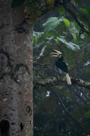 Oriental Pied-hornbill - Anthracoceros albirostris, small beautiful hornbill from Southeast Asian forests and woodlands, Borneo, Malaysia.