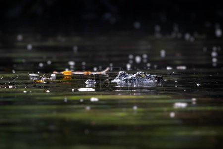 Cocodrilo de agua salada - Crocodylus porosus, gran cocodrilo peligroso de agua dulce y sal australiana y asiática, río Kinabatangan, Borneo, Malasia.