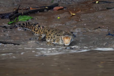 Crocodile d'eau salée - Crocodylus porosus, grand crocodile dangereux des eaux salées et douces australiennes et asiatiques, rivière Kinabatangan, Bornéo, Malaisie.
