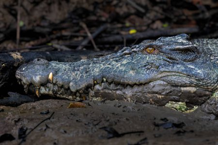 Photo for Salt-water Crocodile - Crocodylus porosus, large dangerous crocodile from Australian and Asian salt and fresh waters, Kinabatangan river, Borneo, Malaysia. - Royalty Free Image