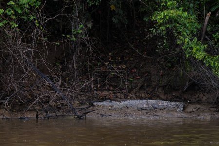 Foto de Cocodrilo de agua salada - Crocodylus porosus, gran cocodrilo peligroso de agua dulce y sal australiana y asiática, río Kinabatangan, Borneo, Malasia. - Imagen libre de derechos