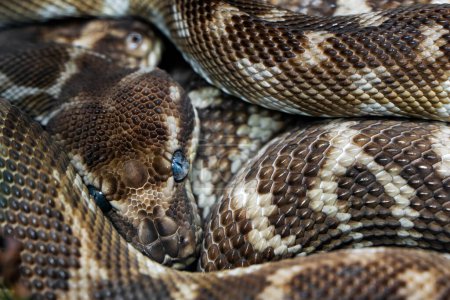Python à échelle rude - Morelia carinata, belle espèce de python à grande échelle originaire des jungles et des rives des rivières, endémique de l'Australie.