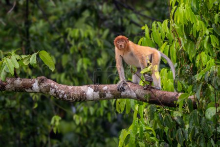 Foto de Mono Proboscis - Larvatus de Nasalis, hermoso primate único con nariz grande endémico de los bosques de manglares de la isla del sudeste asiático de Borneo. - Imagen libre de derechos