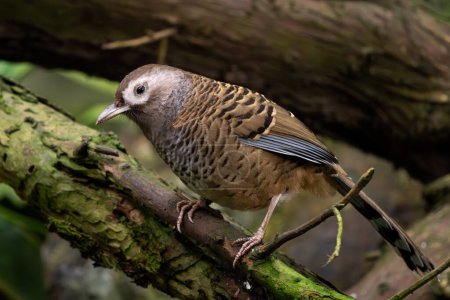 Barred Lachsdrossel - Ianthocincla lunulata, ein scheuer seltener Passantenvogel aus den Tropenwäldern Zentralchinas.