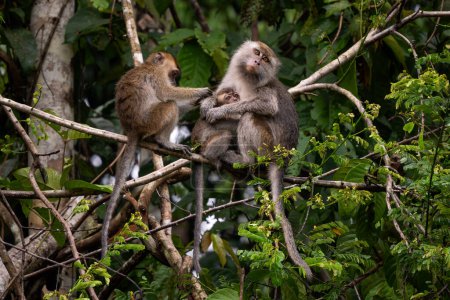 Langschwanzmakaken - Macaca fascicularis, gemeiner Affe aus südostasiatischen Wäldern, Wäldern und Gärten, Borneo, Malaysia.