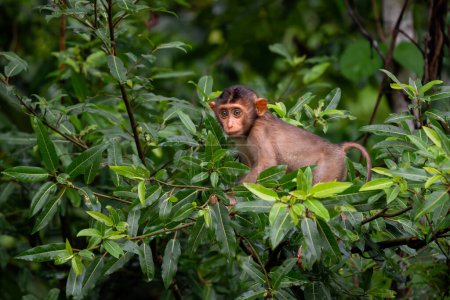 Southern Pig-tailed Macaque - Macaca nemestrina, large powerful macaque from Southeast Asia forests, Kinabatangan river, Borneo, Malaysia.
