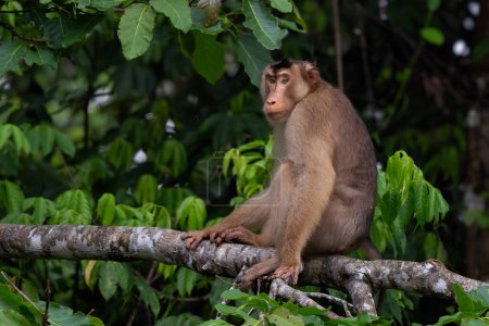Macaco de cola de cerdo del sur Macaca nemestrina, gran macaco potente de los bosques del sudeste asiático, río Kinabatangan, Borneo, Malasia.