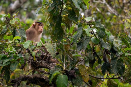 Macaco de cola de cerdo del sur Macaca nemestrina, gran macaco potente de los bosques del sudeste asiático, río Kinabatangan, Borneo, Malasia.