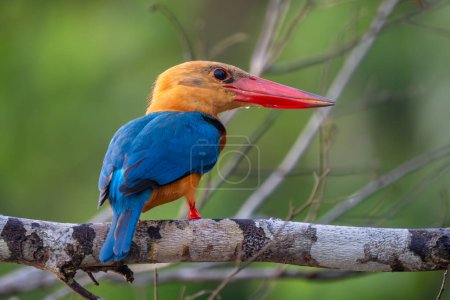 Kingfisher à bec de cigogne - Pelargopsis capensis, beau martin-pêcheur coloré des bois asiatiques et des eaux douces, rivière Kinabatangan, Bornéo, Malaisie.