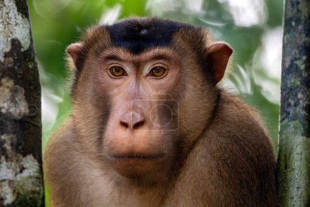 Southern Pig-tailed Macaque - Macaca nemestrina, large powerful macaque from Southeast Asia forests, Kinabatangan river, Borneo, Malaysia.