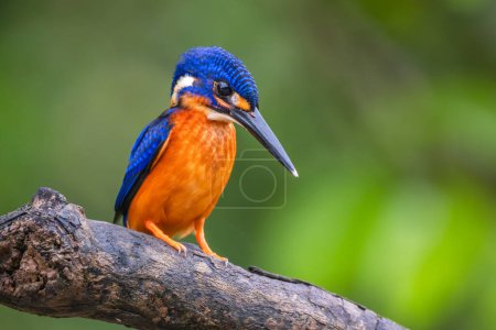 Blue-eared Kingfisher - Alcedo meninting, small beautiful colored kingfisher from Asia river banks, mangroves and evergreen forest, Kinabatangan river, Borneo, Malaysia.