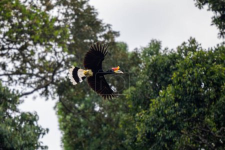 Rhinoceros Hornbill - Buceros rhinoceros, large beautiful iconic bird with colored beak from Southeast Asian tropical forests, Kinabatangan river, Borneo, Malaysia. 