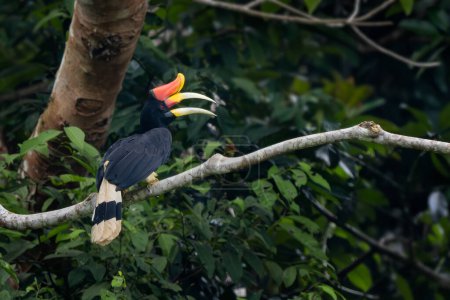 Rhinoceros Hornbill - Buceros rhinoceros, large beautiful iconic bird with colored beak from Southeast Asian tropical forests, Kinabatangan river, Borneo, Malaysia. 