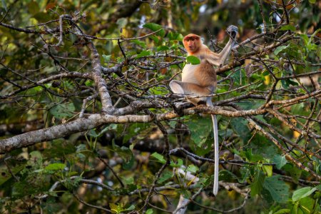 Proboscis Monkey - Nasalis larvatus, beautiful unique primate with large nose endemic to mangrove forests of the southeast Asian island of Borneo.