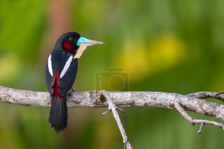 Black-and-red Broadbill - Cymbirhynchus macrorhynchos, beautiful colored perching bird from Southeast Asian bushes, forests and mangrove forests, Kinabatangan river, Borneo, Malaysia.