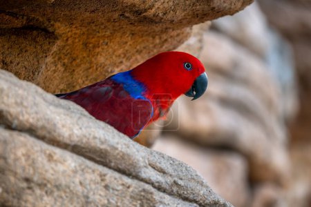 Eclectus Parrot - Eclectus roratus, beautiful colorful parrot from Indonesian forests and woodlands, New Guinea, Papua-New Guinea.