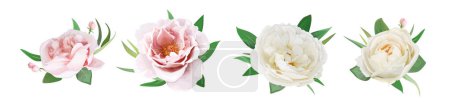 Illustration for Pink peony, cream white rose flowers, green leaves bouquet. Editable watercolor vector illustration. Wedding invite, spring, summer, holiday greeting decoration, elegant, decorative design element set - Royalty Free Image