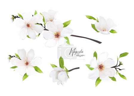 Illustration for Cream white vector magnolia flowers, leaves branch bouquet editable elements set. Watercolor style spring hand-drawn illustration. Lovely wedding invite, Mother's Day, 8 march greeting card decoration - Royalty Free Image