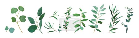 Grüne Eukalyptusblätter gesetzt. Editierbare Aquarell-Vektorillustration. Grün, silberne Dollar-Zweige. Botanische, rustikale Designerelemente für die Hochzeit laden ein, speichern Sie das Datum, Muster isoliert auf weiß