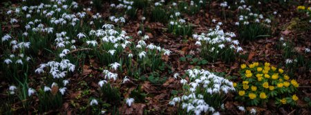 Photo for Shallow focus woodland panorama of snowdrops and aconites surrounded by leaves - Royalty Free Image