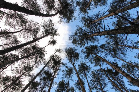 Photo for In the forest trees view from below against the blue sky - Royalty Free Image