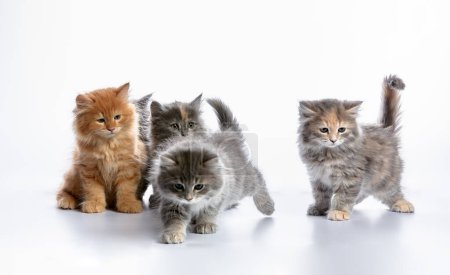 A group of colored kittens, gray, red spotted, on a white background, play, pose for the camera, copyspace