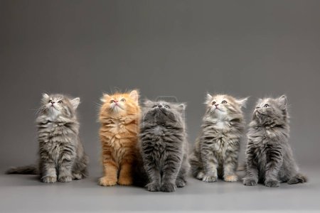 Foto de A group of fluffy cute multi-colored kittens on a gray background, a group of gray, red and spotted kittens coloring stand on a gray background and pose for the camera, copyspace, gray background. - Imagen libre de derechos