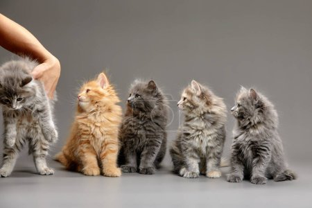 Foto de A group of fluffy cute multi-colored kittens on a gray background, a group of gray, red and spotted kittens coloring stand on a gray background and pose for the camera, copyspace, gray background. - Imagen libre de derechos