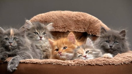 Little kittens are sitting in a cat bed, little kittens are playing in a cat bed, on a gray background. Multicolored kittens close-up on an ottoman for cats, close-up.