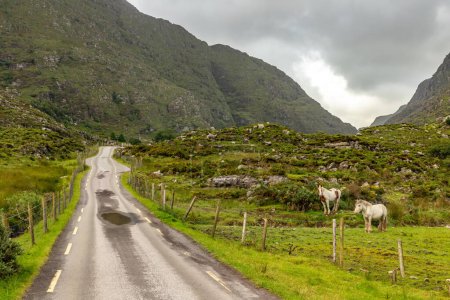 Téléchargez les photos : Route et montagnes à Gap of Dunloe avec rochers, végétation et chevaux, Killarney, Kerry, Irlande - en image libre de droit